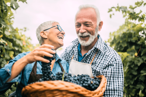 Une image avec une femme et un homme qui sont heureux en ceuillant des raisins